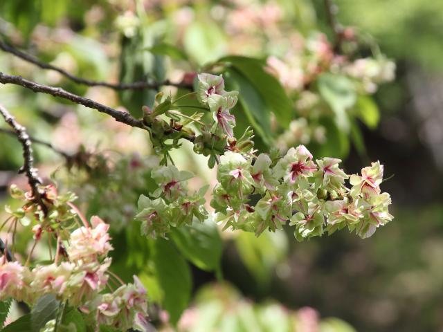 ‘御衣黄’（2026年4月20日）