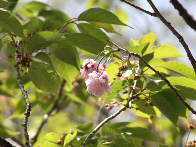 ‘太田桜’（2026年4月20日）