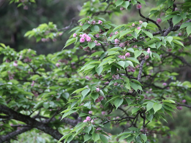 ‘兼六園菊桜’（2026年4月23日）