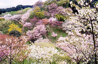 hozonrin