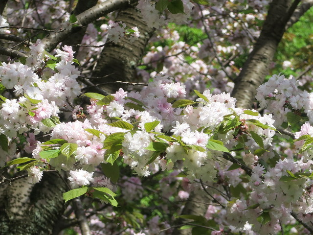 予野の八重桜＿サクラ保存林