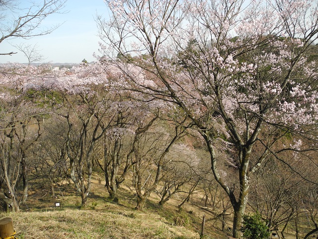 山高神代桜の実生＿サクラ保存林