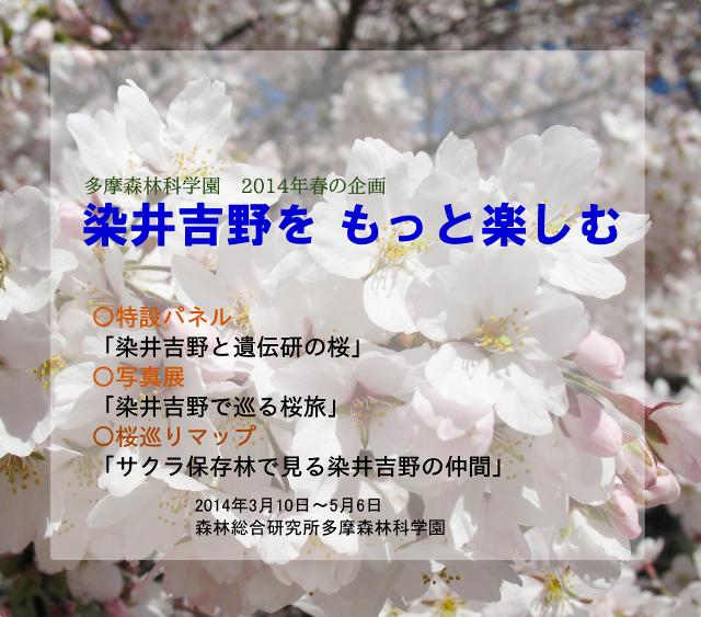 染井吉野をもっと楽しむ＿トップ画像