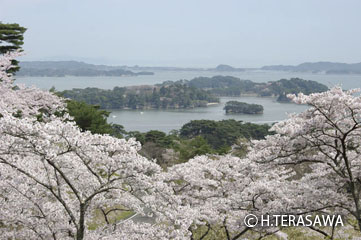 「松島」寺澤秀治