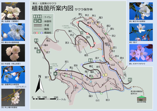 桜めぐりマップ