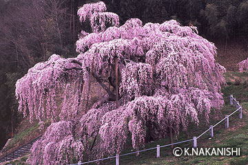 「三春の滝桜」中西一登