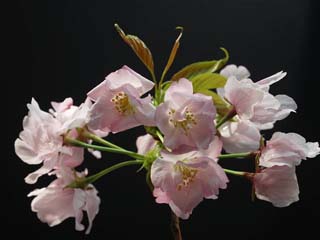 奥州里桜