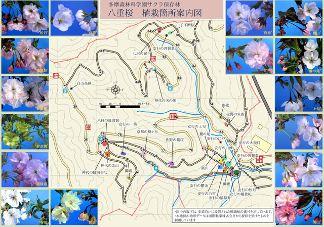 桜めぐりマップ