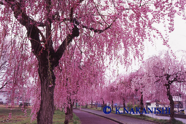 「しだれ桜散歩道」中西一登