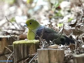 アオバト