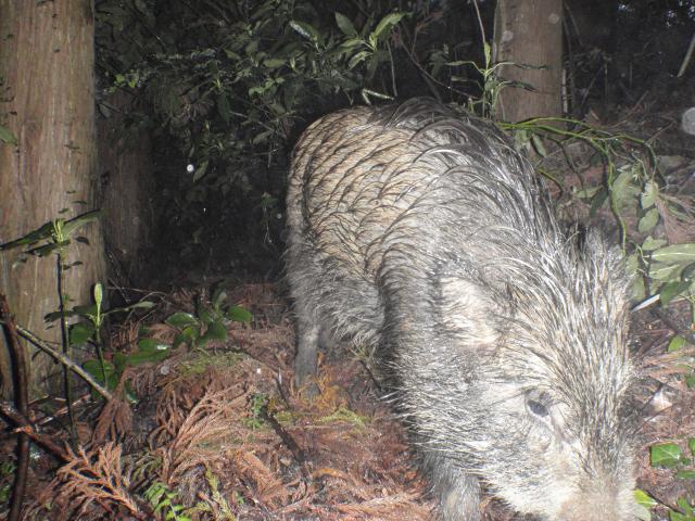 Wildboar