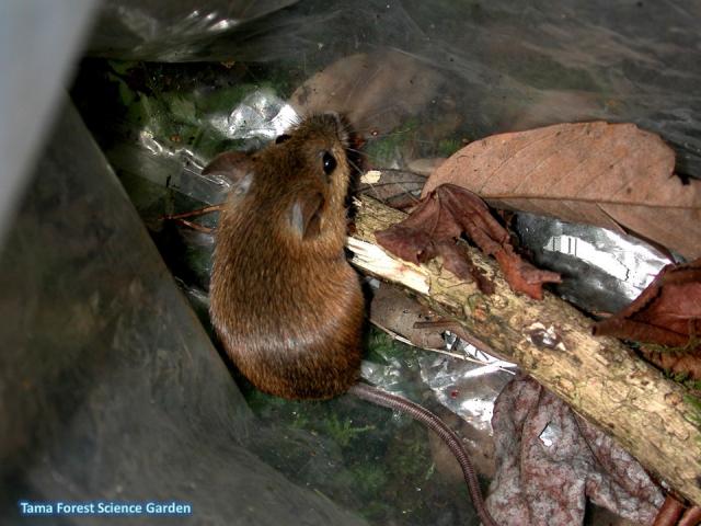 large japanese field mouse