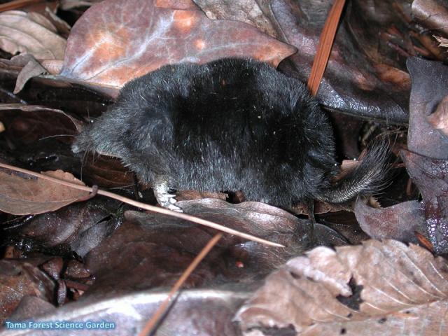 Japanese shrew-mole