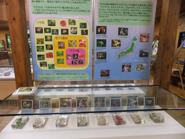 サクラのアクリル