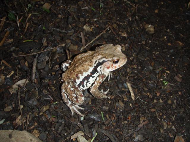 アズマヒキガエル