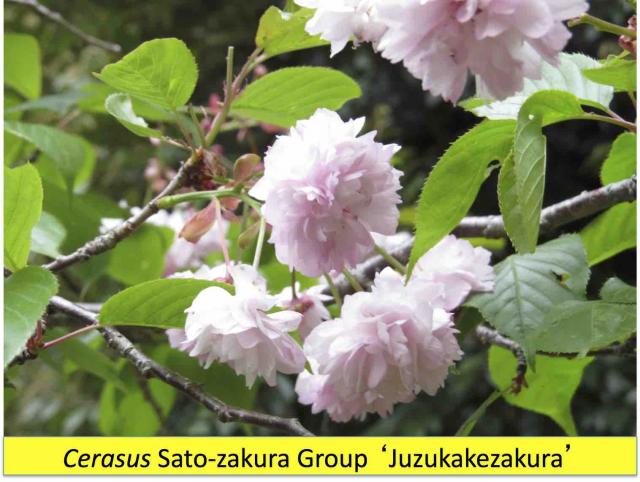 梅護寺数珠掛桜