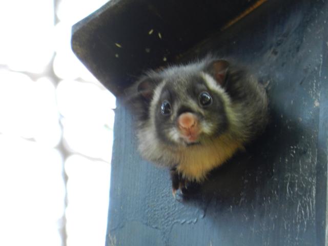 ムササビの赤ちゃん