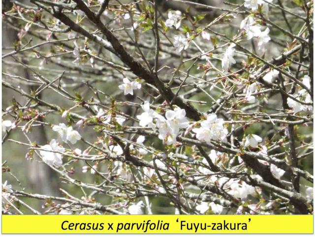 冬桜