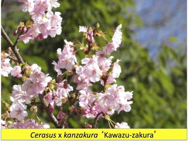 河津桜