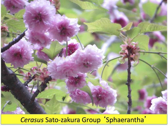 兼六園菊桜