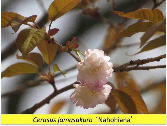 木の花桜