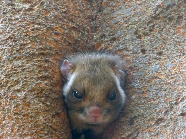 ムササビ