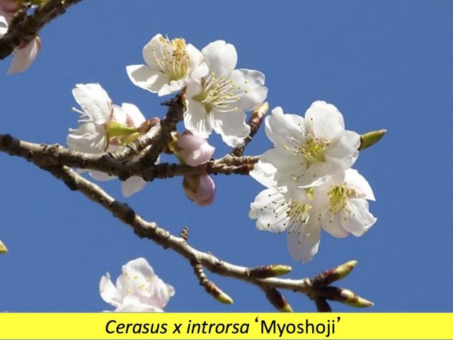 myoshoji