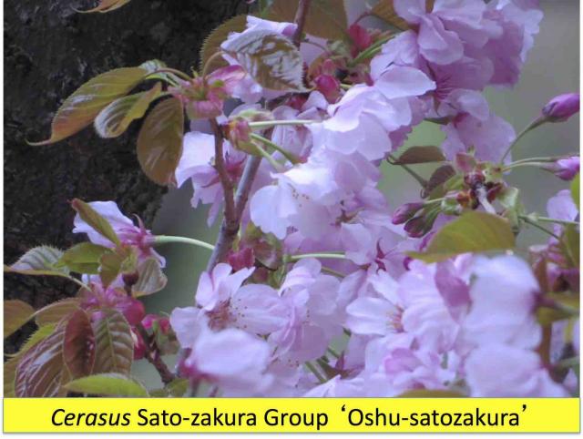 奥州里桜