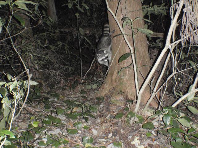 木登りアライグマ
