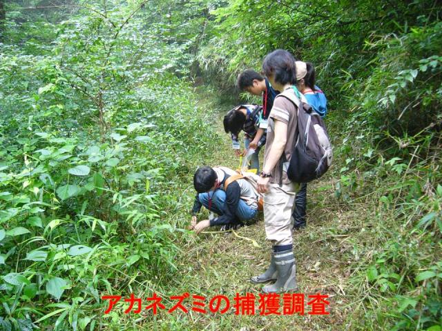 アカネズミ捕獲