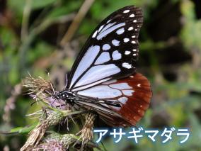 asagimadara1025