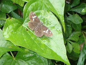 ダイミョウセセリ