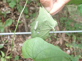 ダイミョウセセリの幼虫