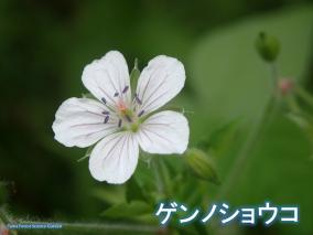 gennoshoko0926