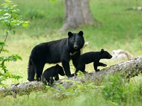 kuma2025_top2
