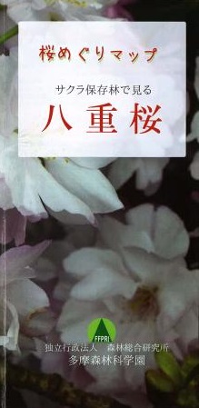 桜めぐりマップ八重桜