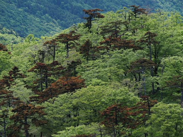 OM120915