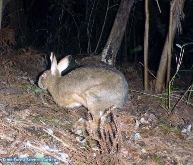 ニホンノウサギ