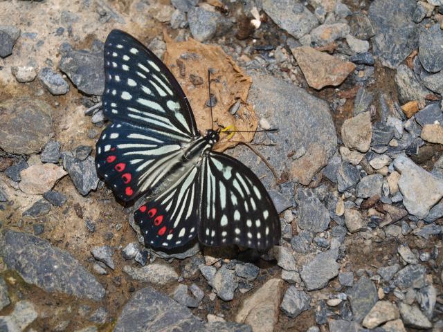 アカボシゴマダラ夏型成虫