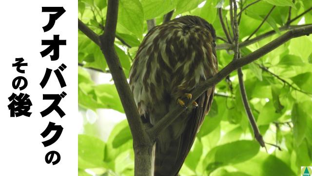 アオバズクのその後