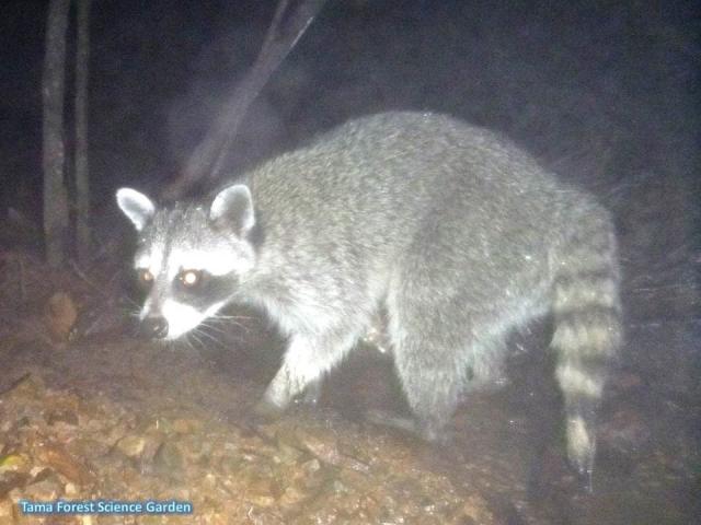 アライグマ