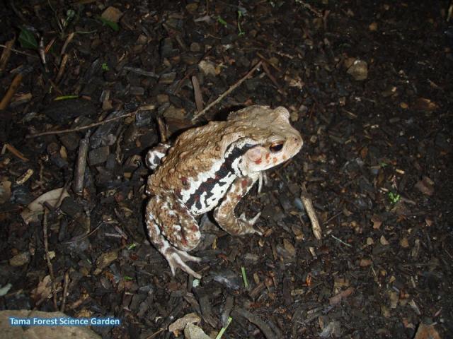 アズマヒキガエル