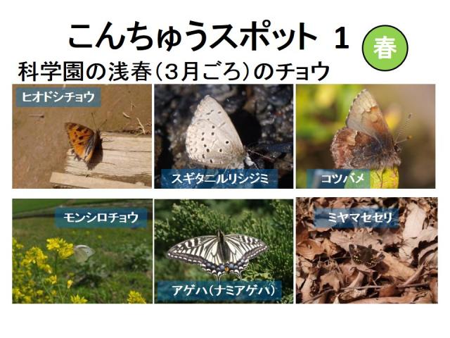 昆虫スポット1