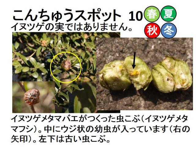 昆虫スポット10