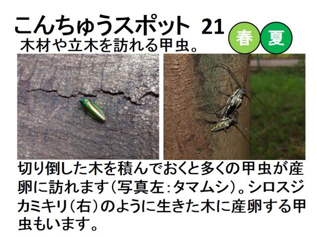 昆虫スポット21