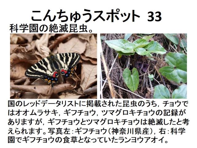 昆虫スポット33