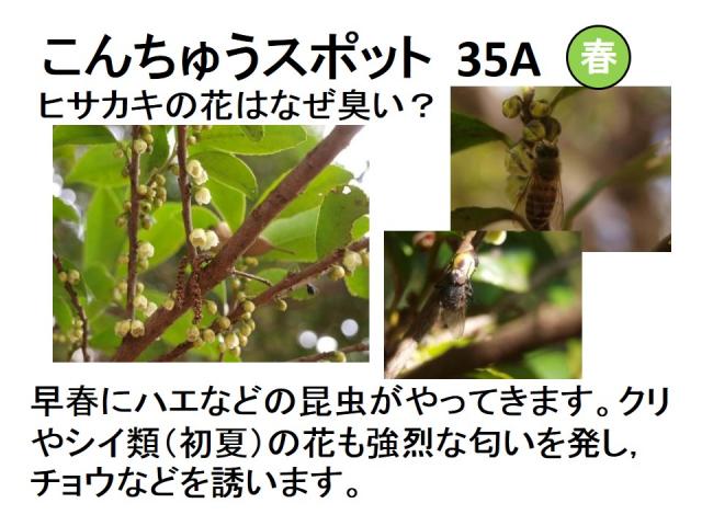 昆虫スポット35A
