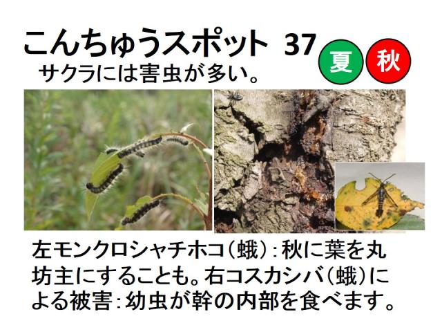昆虫スポット37