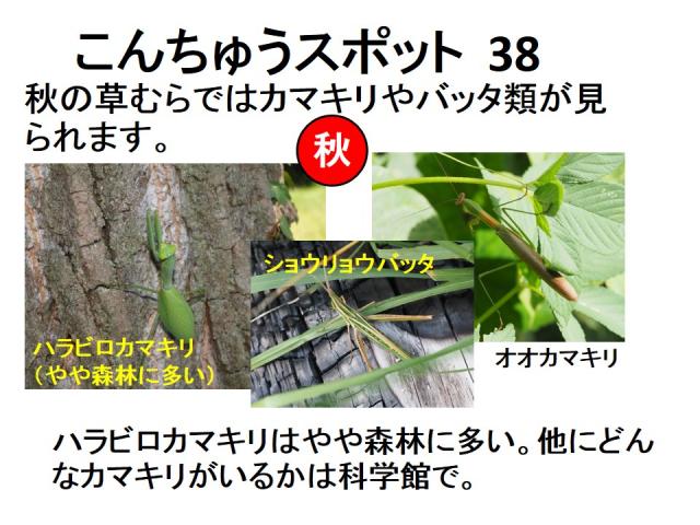 昆虫スポット38
