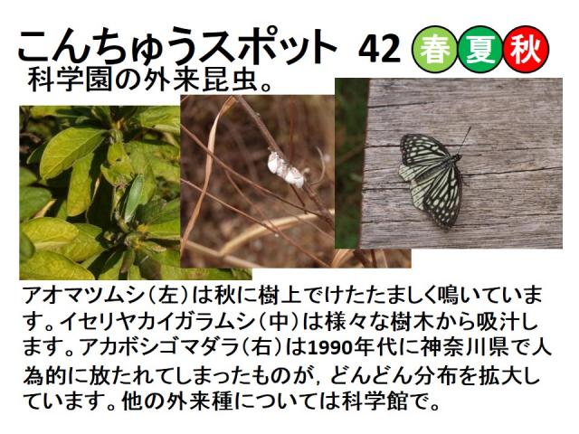 昆虫スポット42